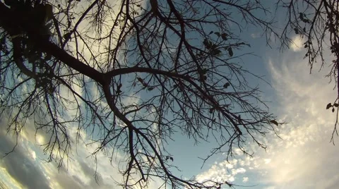 Barren Tree and Clouds Time Lapse Vídeos de archivo 50085226