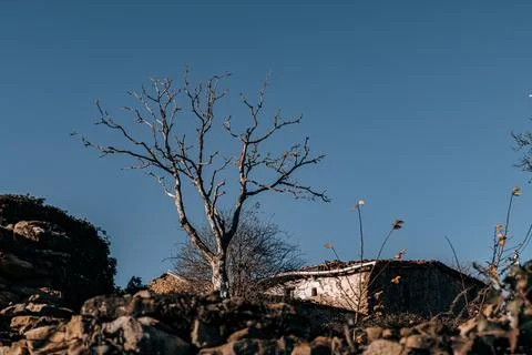 Barren Tree and Rustic House in Rural Landscape Stock Photos