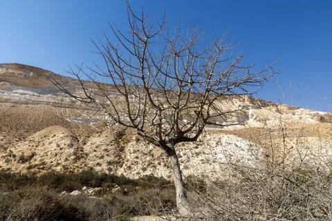 Barren Tree in Ein Evdat Nature Reserve, Israel Stock Photos