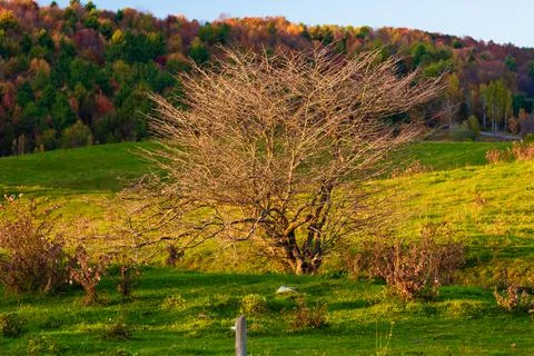 Barren tree with fall colors Stock Photos