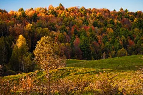 Barren tree with fall colors Stock Photos