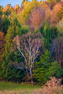 Barren tree with fall colors Stock Photos