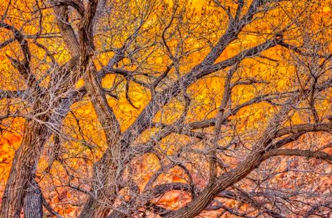 Barren Tree with Golden  Cliffs as a backdrop Stock Photos