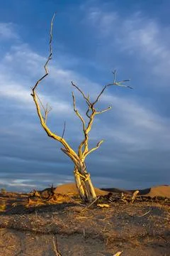 Barren tree in golden light. Stock Photos