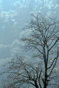 Barren Tree Stock Photos