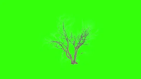 Barren tree rendered in 3D with green background Stock Footage 303594650