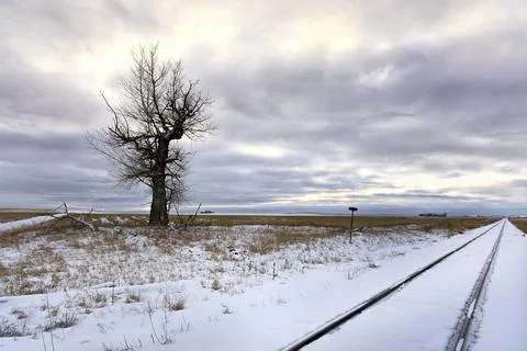 Barren tree in snowy field. Stock Photos