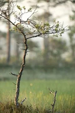 Barren tree with sparse branches in a misty forest Stock Photos
