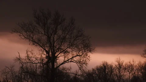 Barren Tree at Sunrise Stock Footage 131242436