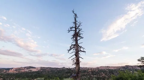 Barren Tree Sunset at Bryce Canyon Vidéo 46067773