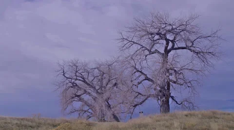 Barren Tree Timelapse 스톡 동영상 30559438