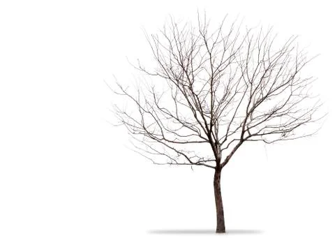 A barren tree on a white background Stock Photos