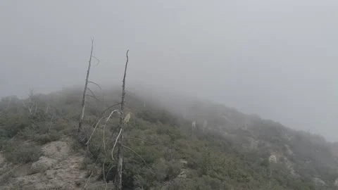 Barren Trees with Fog Stock Footage 242108020
