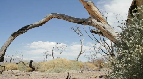 Barren Trees Stock-Footage 872504