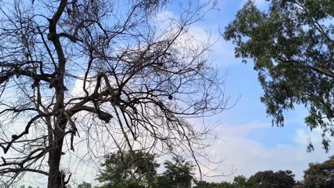 Barren Trees in Forest Landscape Stock Footage 317367448