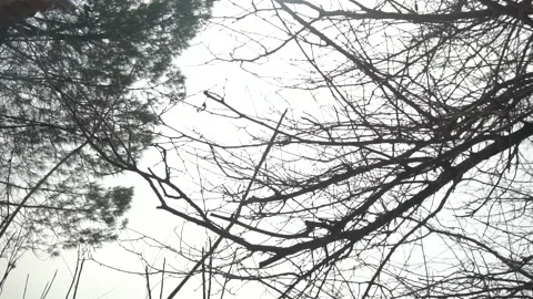 Barren Trees in High Definition Stock Footage 234908600