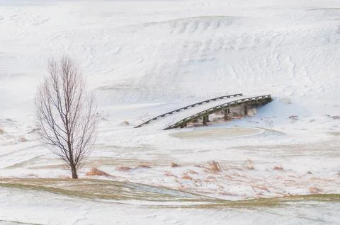 Barren trees on a snow covered landscape Stock Photos