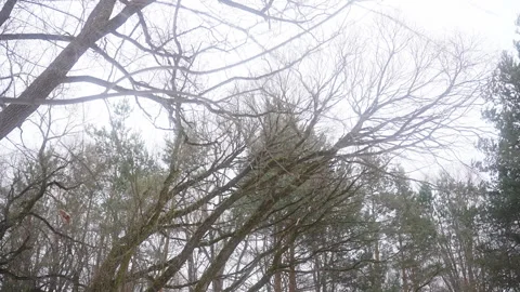 Barren trees under a grey sky in a freezing, terrestrial landscape Stock Footage 270483661