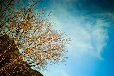 Barren winter trees Stock Photos