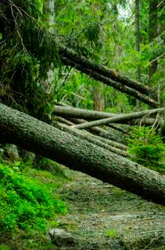 Barricaded Forest Path Stock Photos