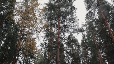 The barrier in the forest zone, the General plan. Stock Footage 82991772