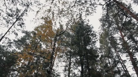 The barrier in the forest zone, the General plan. Stock Footage 82991848