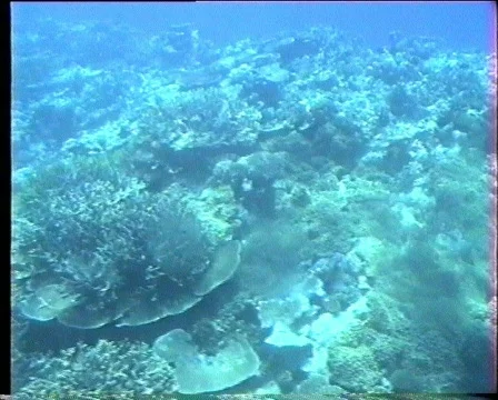 Barrier reef background footage 스톡 동영상 328824