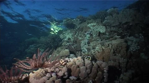 Barrier Reef At Dusk Stock Footage 299893740