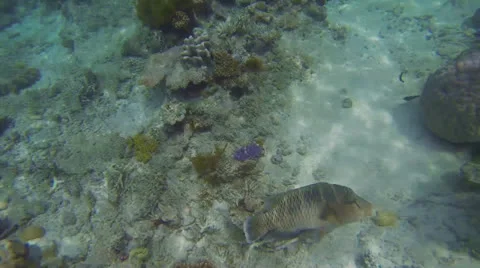 Barrier Reef Stock Footage 26007277