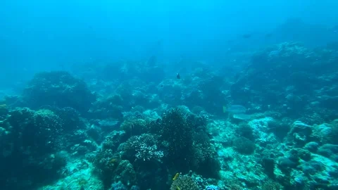 Barrier Reef, Philippines Clip9552 Stock Footage 243710991