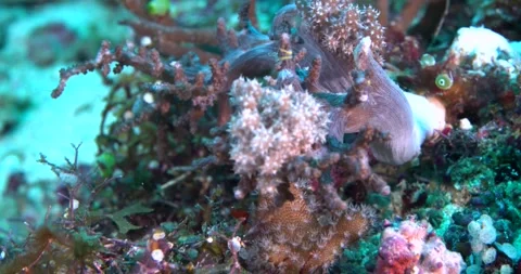 Barrier Reef, Soft Corals ClipC0051 Video stock 244181853