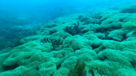 Barrier Reef, With Soft Corals, Dollying Shot Clip1943 Video stock 243711042