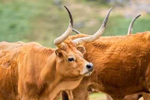 Barrosa cow Stock Photos