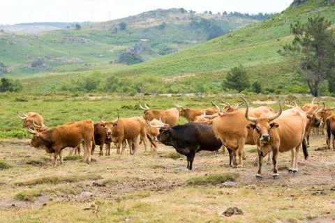 Barrosa cows Stock Photos