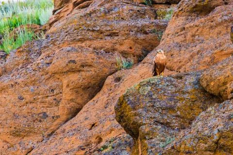 Barrow eagle or Long-legged Buzzard or Buteo rufinus 写真素材