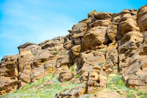 Barrow eagle or Long-legged Buzzard or Buteo rufinus Stock Photos