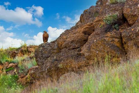 Barrow eagle or Long-legged Buzzard or Buteo rufinus Stock Photos