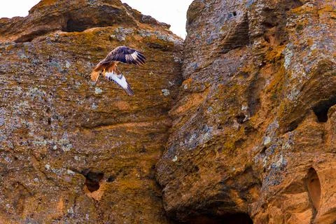 Barrow eagle or Long-legged Buzzard or Buteo rufinus 写真素材