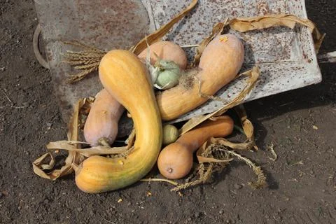 Barrow with pumpkins Stock Photos