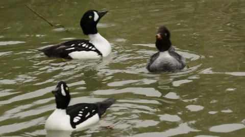 Barrow's Goldeneye courtship 스톡 동영상 64825529