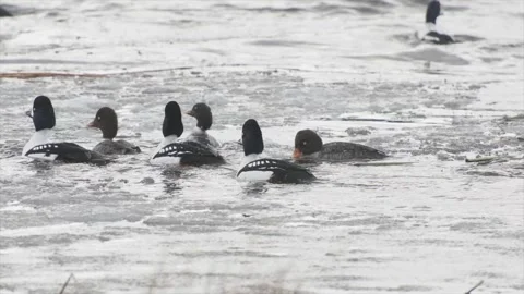 Barrow's Goldeneye ducks, males displaying in icy pond, 2k Video stock 152864948
