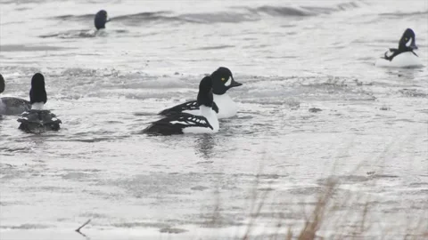 Barrow's Goldeneye flock displaying agressive behavior in icy pond, 4k Stock Footage 152864949