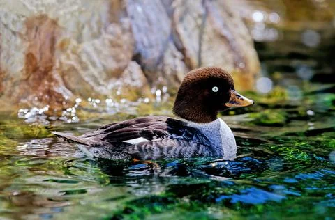 Barrow's goldeneye Stock Photos