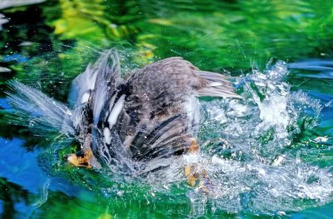 Barrow's goldeneye Stock Photos