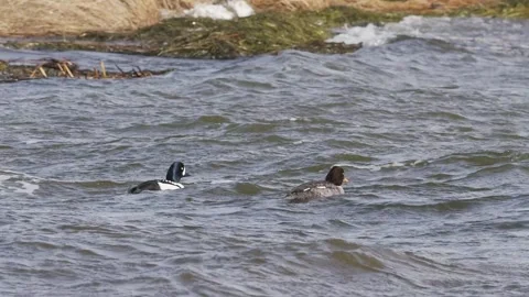 Barrow's Goldeneye in windy waves on lake, 2k slo-mo Video stock 152864257