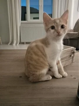 Barry is curious Stock Photos