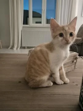 Barry is curious Stock Photos