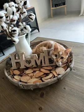 Barry is a decoration Stock Photos