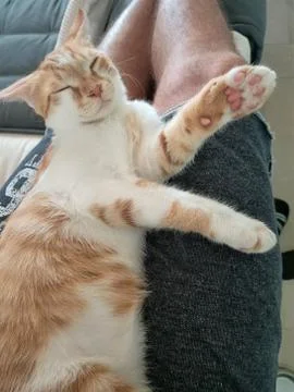 Barry is doing karate moves while sleeping Stock Photos