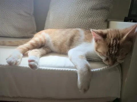 Barry is relaxed Stock Photos